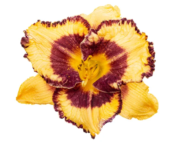 Gelb Weinrote Blüte Der Taglilie Lat Hemerocallis Isoliert Auf Weißem — Stockfoto