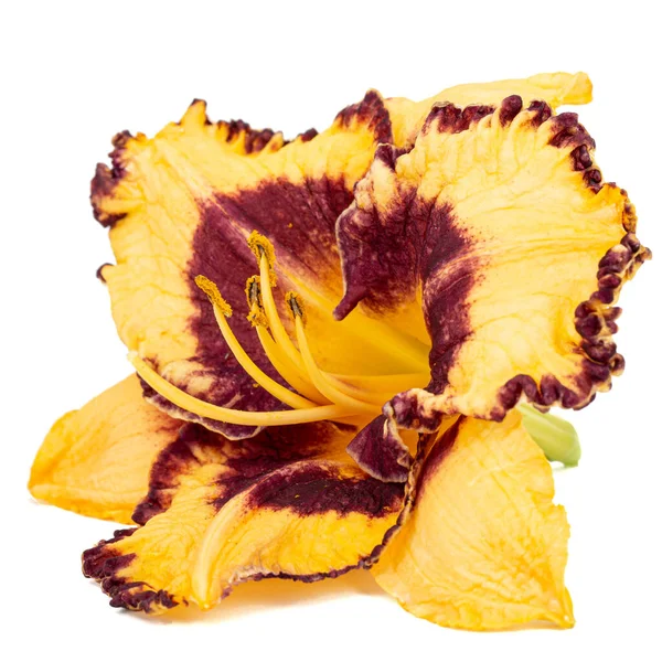 Flor Amarelo Borgonha Daylily Lat Hemerocallis Isolado Backgroun Branco — Fotografia de Stock