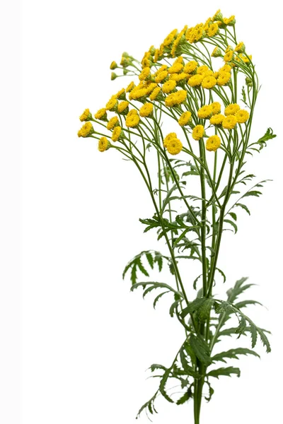 Λουλούδια Φαρμακευτικό Φυτό Της Τάνσυ Λατ Tanacetum Vulgare Απομονωμένο Λευκό — Φωτογραφία Αρχείου