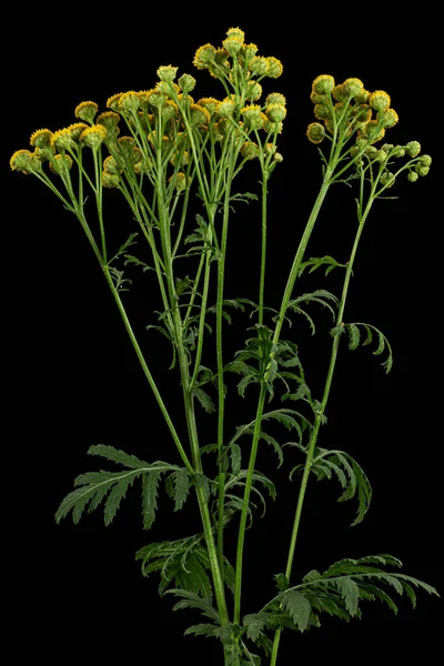 Цветы Лекарственное Растение Тензи Лат Танацет Обыкновенный Изолированный Черном Фоне — стоковое фото