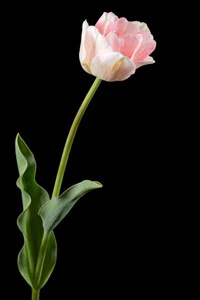 Rózsaszín Virágok Angelique Tulipán Elszigetelt Fekete Alapon — Stock Fotó