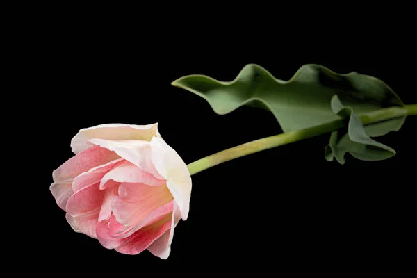 Siyah Arka Planda Izole Edilmiş Angelique Lalesinin Pembe Çiçekleri — Stok fotoğraf