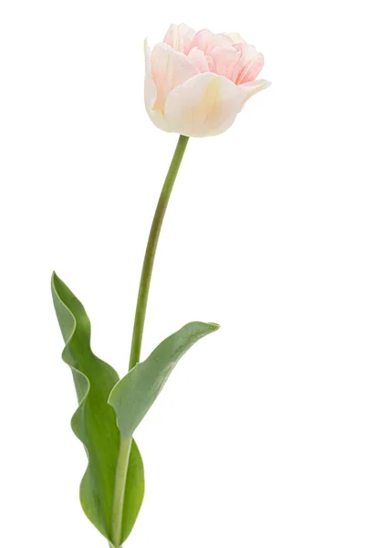 Angelique Lalesinin Pembe Çiçekleri Beyaz Perde Arkasında Izole Edilmiş — Stok fotoğraf