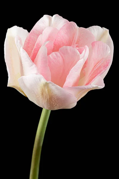 Рожеві Квіти Ангельського Тюльпану Ізольовані Чорному Тлі — стокове фото