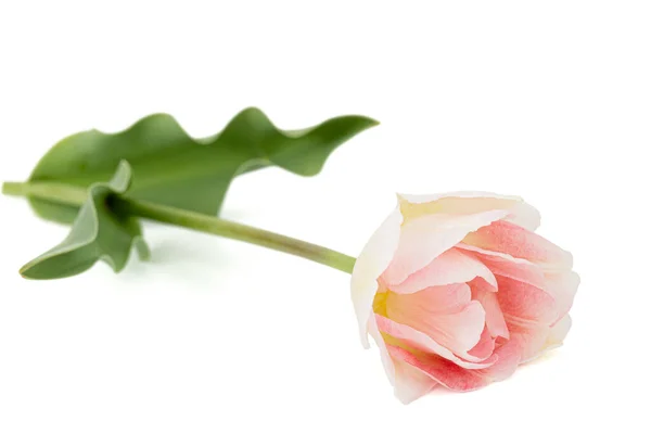 Fiori Rosa Tulipano Angelique Isolati Sfondo Bianco — Foto Stock