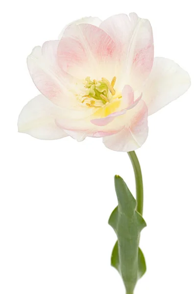 Pink Flowers Angelique Tulip Isolated White Background — Stock Photo, Image