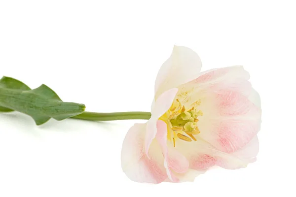 Różowe Kwiaty Angelique Tulipan Izolowane Białym Tle — Zdjęcie stockowe