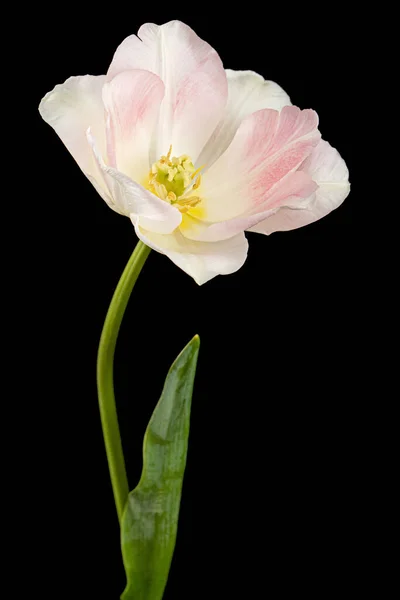 Flores Cor Rosa Tulipa Angelique Isoladas Fundo Preto — Fotografia de Stock