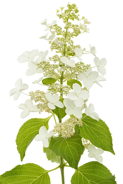 Hortenzia Fellángolása Lat Hydrangea Paniculata Fehér Alapon Izolálva — Stock Fotó