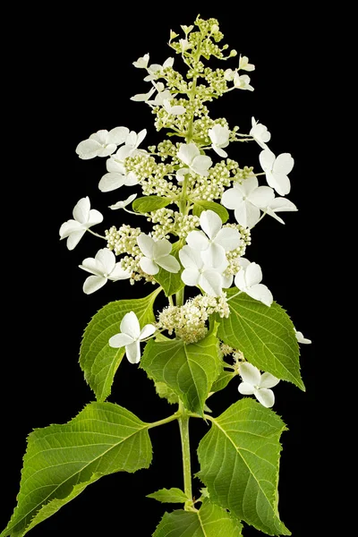 Blütenstand Der Hortensie Isoliert Auf Schwarzem Hintergrund — Stockfoto
