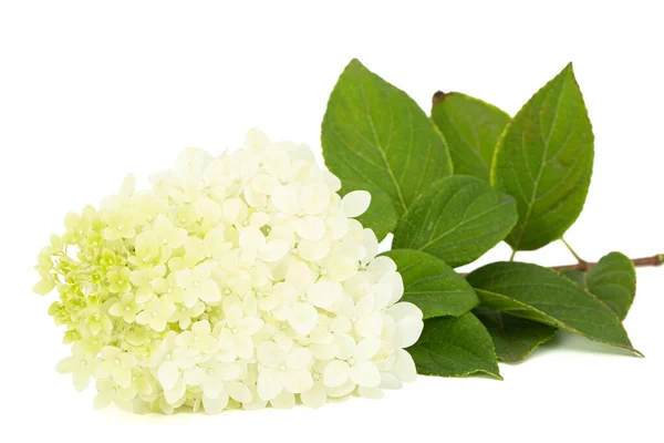 Flowers Hydrangea Closeup Lat Hydrangea Paniculata Isolated White Background — Stock Photo, Image