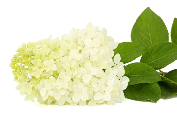 Květiny Hortenzie Detailní Záběr Lat Hydrangea Paniculata Izolované Bílém Pozadí — Stock fotografie