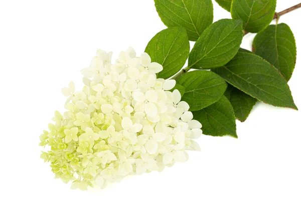 Fleurs Hortensia Gros Plan Lat Hydrangea Paniculata Isolé Sur Fond — Photo