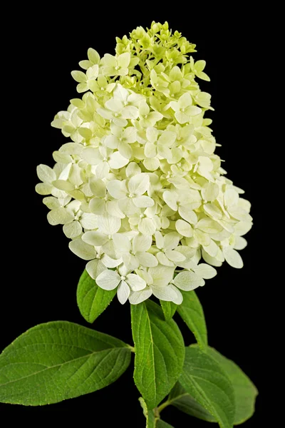 Květiny Hortenzie Detailní Záběr Lat Hydrangea Paniculata Izolované Černém Pozadí — Stock fotografie