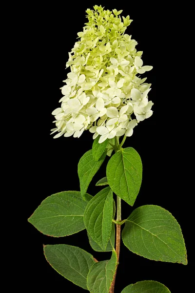 Květiny Hortenzie Detailní Záběr Lat Hydrangea Paniculata Izolované Černém Pozadí — Stock fotografie