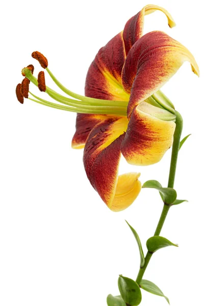 Burgunder Gelbe Lilienblüte Isoliert Auf Weißem Hintergrund — Stockfoto