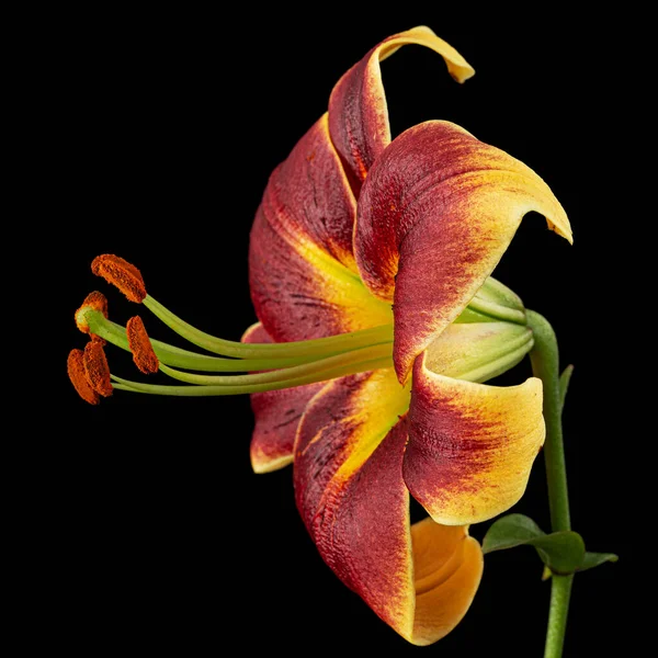 Flor Lírio Amarelo Borgonha Isolada Sobre Fundo Preto — Fotografia de Stock