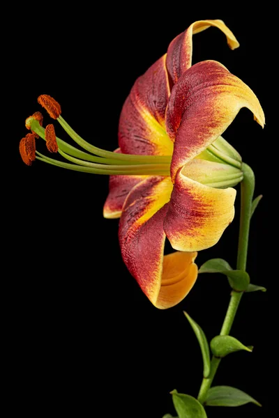 Burgundy-yellow flower of lily, isolated on black background