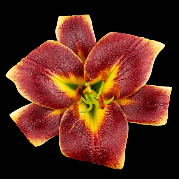Burgundy-yellow flower of lily, isolated on black background