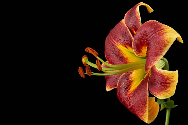 Burgonya Sarısı Zambak Çiçeği Siyah Arka Planda Izole Edilmiş — Stok fotoğraf