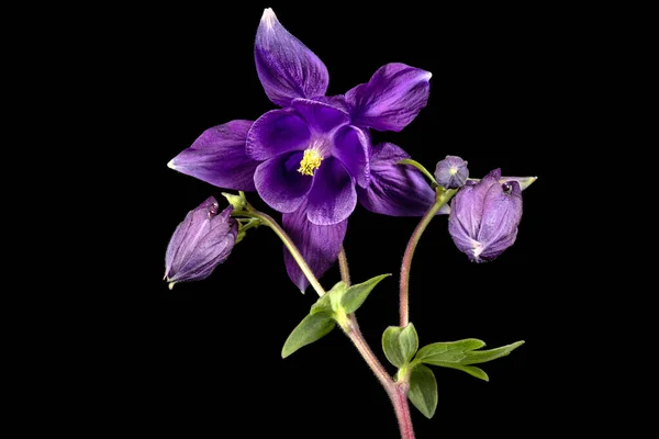 Aquilegia Lila Virága Vízgyűjtő Közelségének Virágzása Fekete Alapon Elszigetelve — Stock Fotó