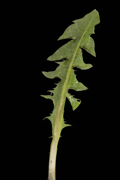 Green Leaf Dandelion Isolated Black Background — Stock Photo, Image