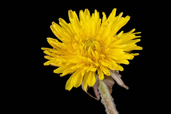 Fiore Giallo Dente Leone Isolato Sfondo Nero — Foto Stock