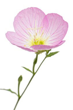 Oenothera 'nın pembe çiçeği, beyaz arka planda izole edilmiş.