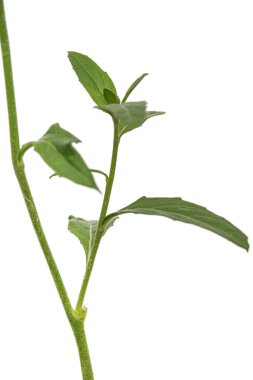 Oenothera çiçeğinin yaprakları, beyaz arka planda izole edilmiş.