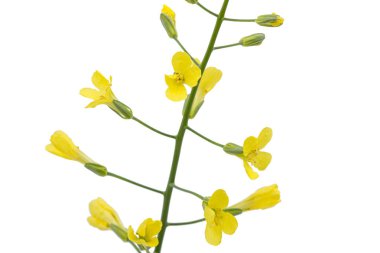 Beyaz arka planda izole edilmiş, kabak çiçekleri.