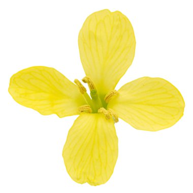 Beyaz arka planda izole edilmiş, kabak çiçekleri.