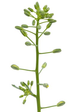 Beyaz arka planda izole edilmiş lahana tomurcukları