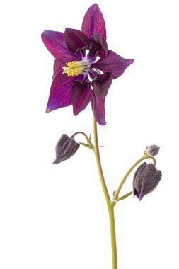 Aquilegia 'nın mor çiçeği, Yaklaşma çiçeği, beyaz arka planda izole edilmiş