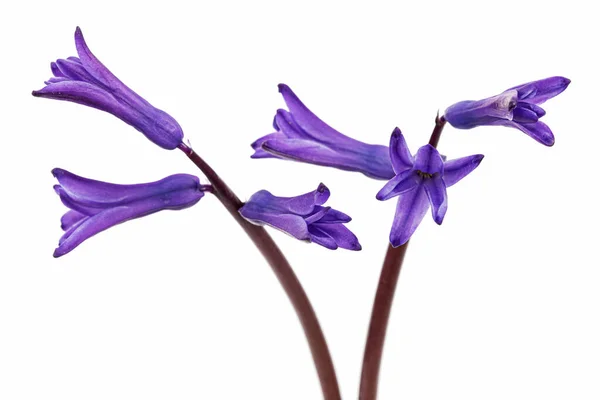 Flores Violetas Jacinto Aisladas Sobre Fondo Blanco — Foto de Stock