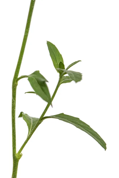 Folhas Flor Oenothera Isoladas Sobre Fundo Branco — Fotografia de Stock