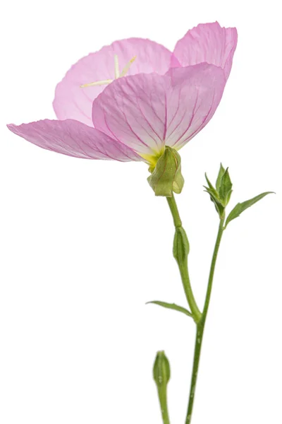 Flor Rosa Oenothera Isolada Sobre Fundo Branco — Fotografia de Stock