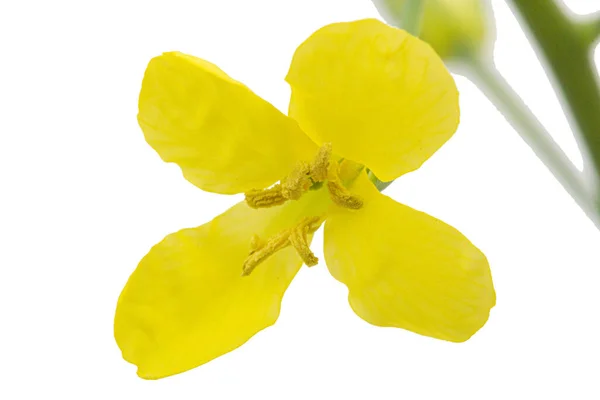 Желтые Цветы Капусты Изолированные Белом Фоне — стоковое фото