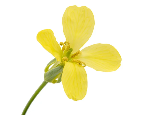 Κίτρινα Άνθη Λάχανου Απομονωμένα Λευκό Φόντο — Φωτογραφία Αρχείου