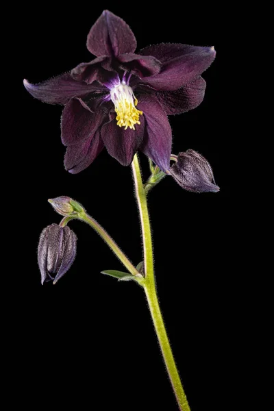 帯状疱疹の紫色の花 キャッチアップの花 黒の背景に隔離された — ストック写真