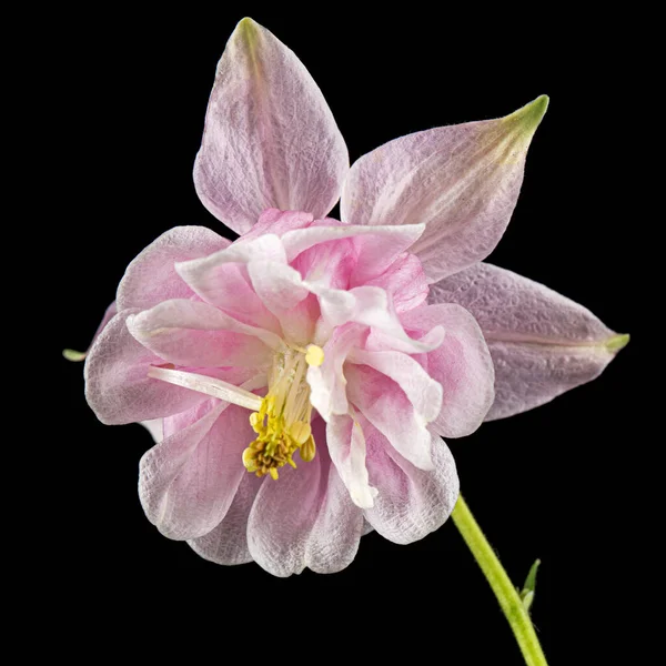 Rosy Blomma Aquilegia Blomma Avrinning Närbild Isolerad Svart Bakgrund — Stockfoto