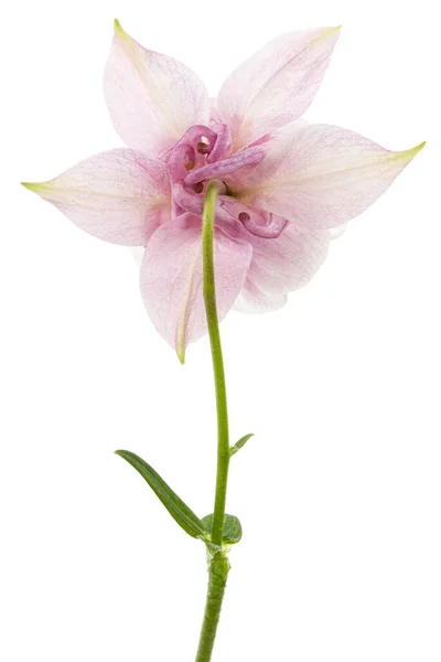 Rosy Fiore Aquilegia Fiore Primo Piano Bacino Isolato Sfondo Bianco — Foto Stock