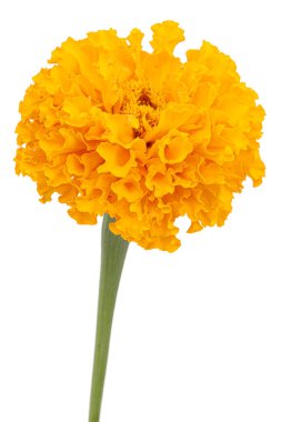 Kadife çiçekleri (lat. Etiketler), beyaz arkaplanda izole.