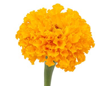 Kadife çiçekleri (lat. Etiketler), beyaz arkaplanda izole.