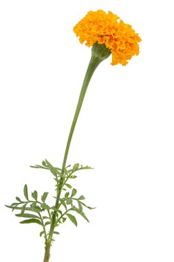 Kadife çiçekleri (lat. Etiketler), beyaz arkaplanda izole.