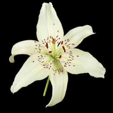 Beyaz zambak çiçeği, siyah arkaplanda yalıtılmış..