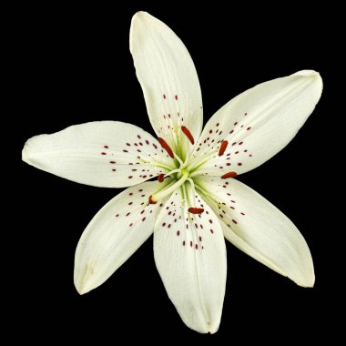 Beyaz zambak çiçeği, siyah arkaplanda yalıtılmış..