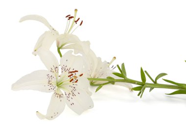 Beyaz arkaplanda yalıtılmış zambak çiçeği.