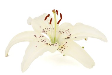 Beyaz arkaplanda yalıtılmış zambak çiçeği.