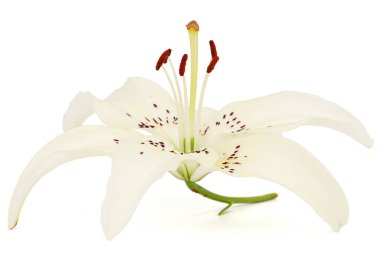 Beyaz arkaplanda yalıtılmış zambak çiçeği.