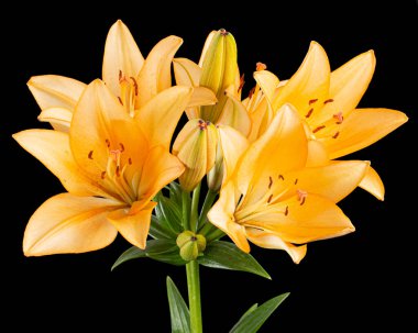 Sarı-turuncu zambak çiçeği, siyah arka planda izole edilmiş..